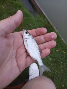 Prussian Carp