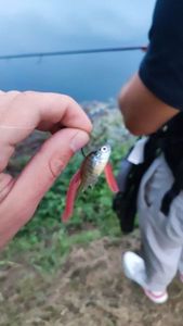 Golden Perch
