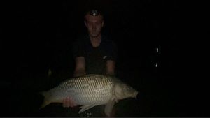 Common Carp