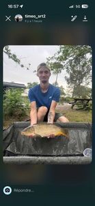 Common Carp