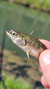 Three-spined stickleback