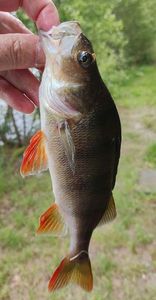 European Perch