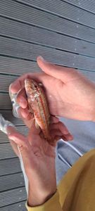 Red Mullet