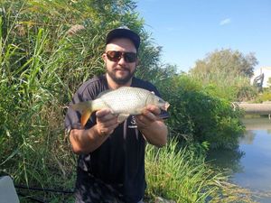 Common Carp