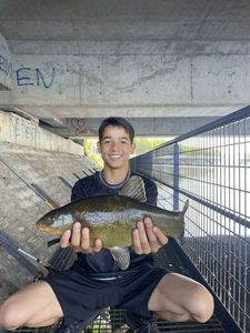 Tench