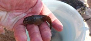 Peacock Blenny