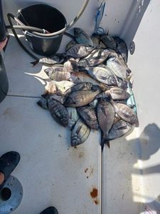 Black Seabream
