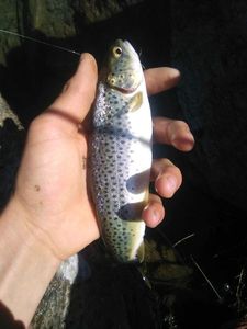 Brown Trout