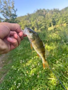 European Perch