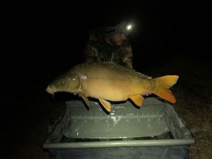Mirror Carp
