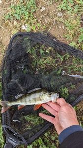 European Perch