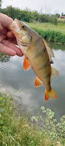 European Perch