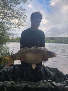 Mirror Carp