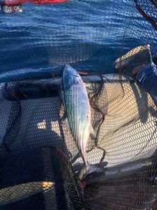 Atlantic Bonito