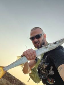 Great Barracuda