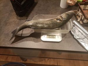 European Bass (Seabass)