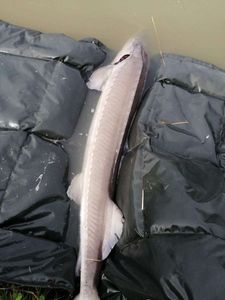 Sturgeon