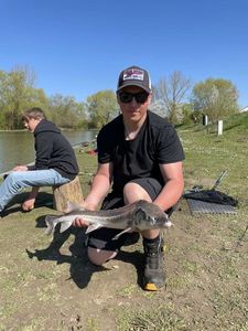 Sturgeon