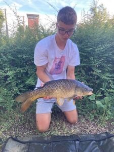 Common Carp