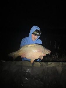 Mirror Carp