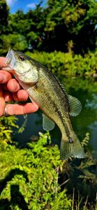 Largemouth Bass