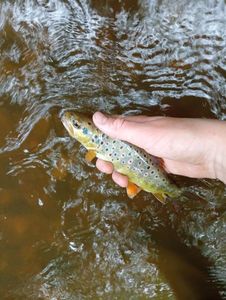 Brown Trout