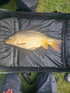 Mirror Carp