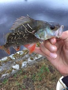 European Perch