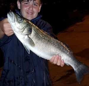 European Bass (Seabass)