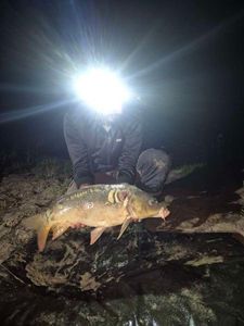 Mirror Carp