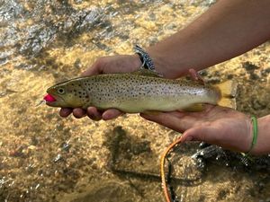 Brown Trout