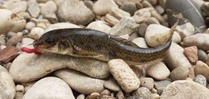 Gudgeon