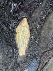 Crucian Carp