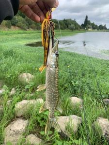 Northern Pike