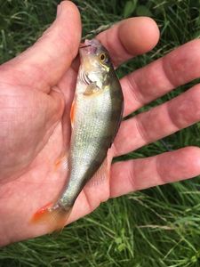 European Perch