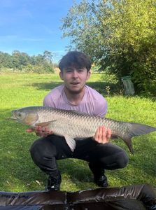 Grass Carp