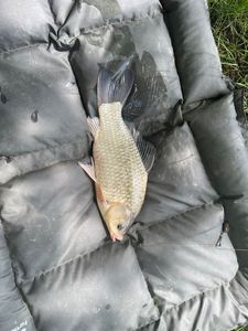 Crucian Carp