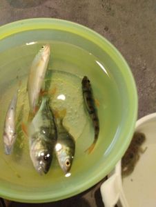 European Perch
