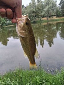 Largemouth Bass
