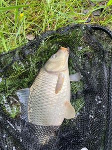Crucian Carp