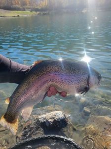 Rainbow Trout