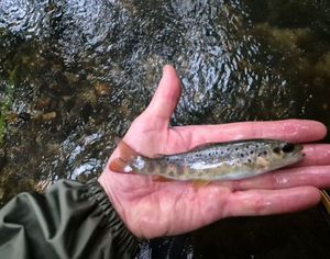 Brown Trout