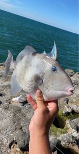 Triggerfish