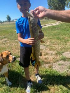 Northern Pike
