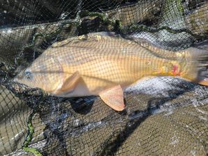 Mirror Carp