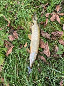 Northern Pike