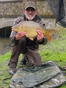 Common Carp