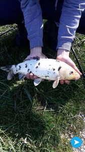 Koï Fish