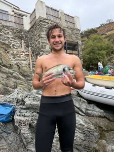Gilthead Seabream