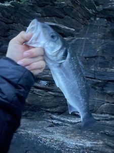 European Bass (Seabass)